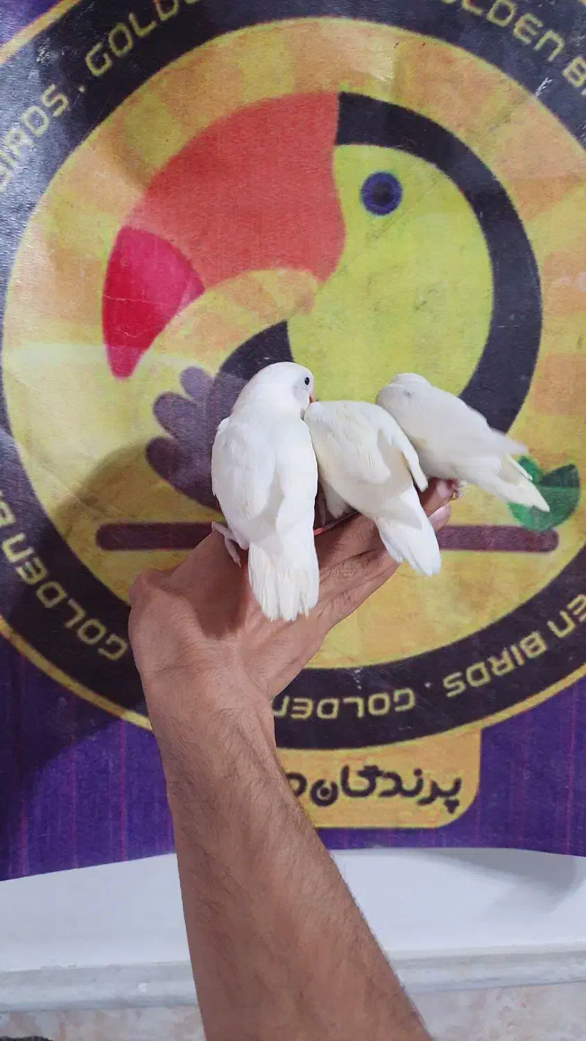 کوتوله برزیلی فیشر سفید آلبینو چشم قرمز سرخ|پرنده|قم, شهرک قدس|دیوار