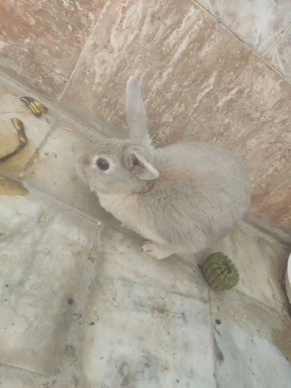 دو عدد خرگوش اهلی|موش و خرگوش|بیرجند, |دیوار