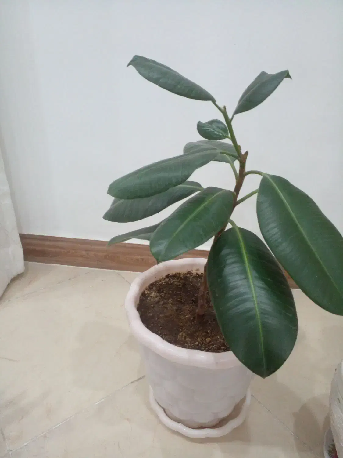 گل طبیعی|گل و گیاه طبیعی|فردیس, فردیس|دیوار