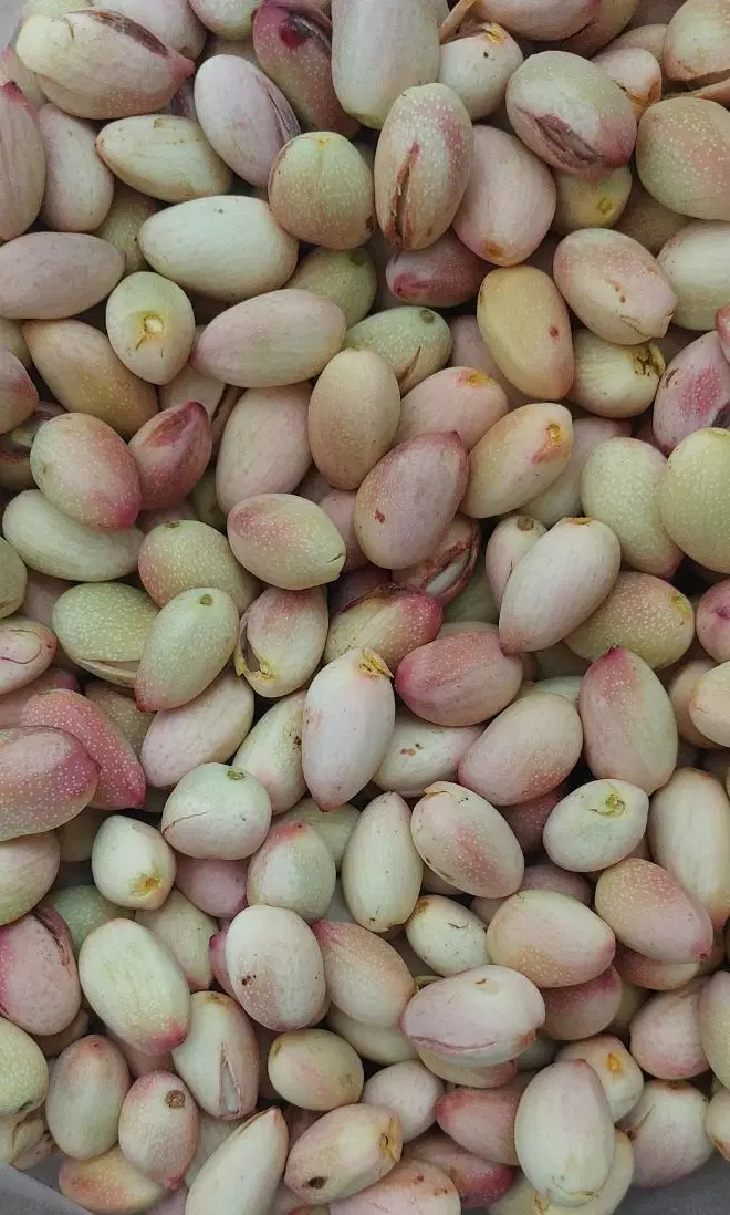 پسته تازه|خوردنی و آشامیدنی|تهران, وحیدیه|دیوار