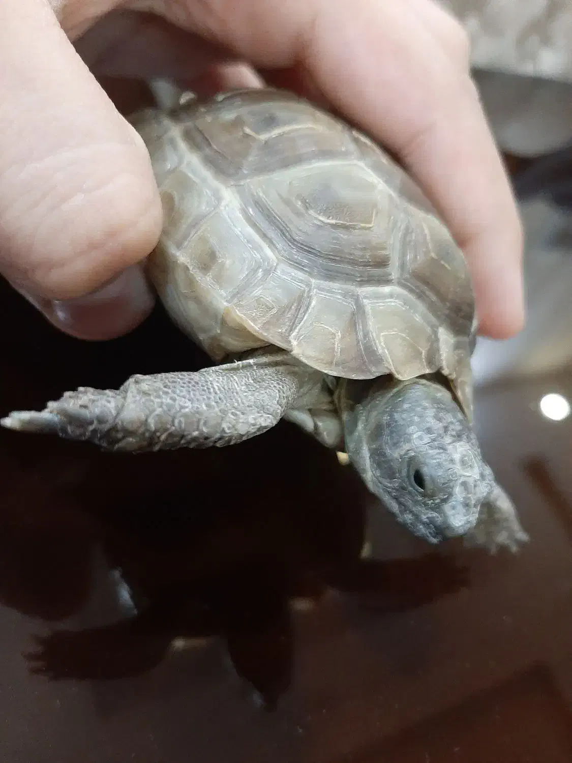 کاس لوک|خزنده|زاهدان, |دیوار