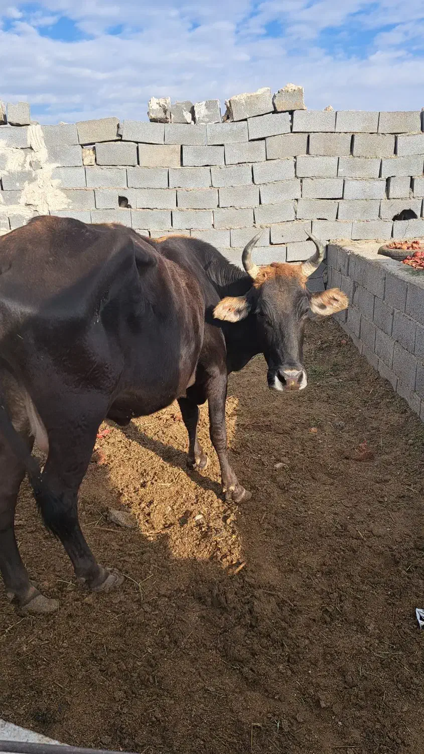 گاو|حیوانات مزرعه|مهریز, |دیوار