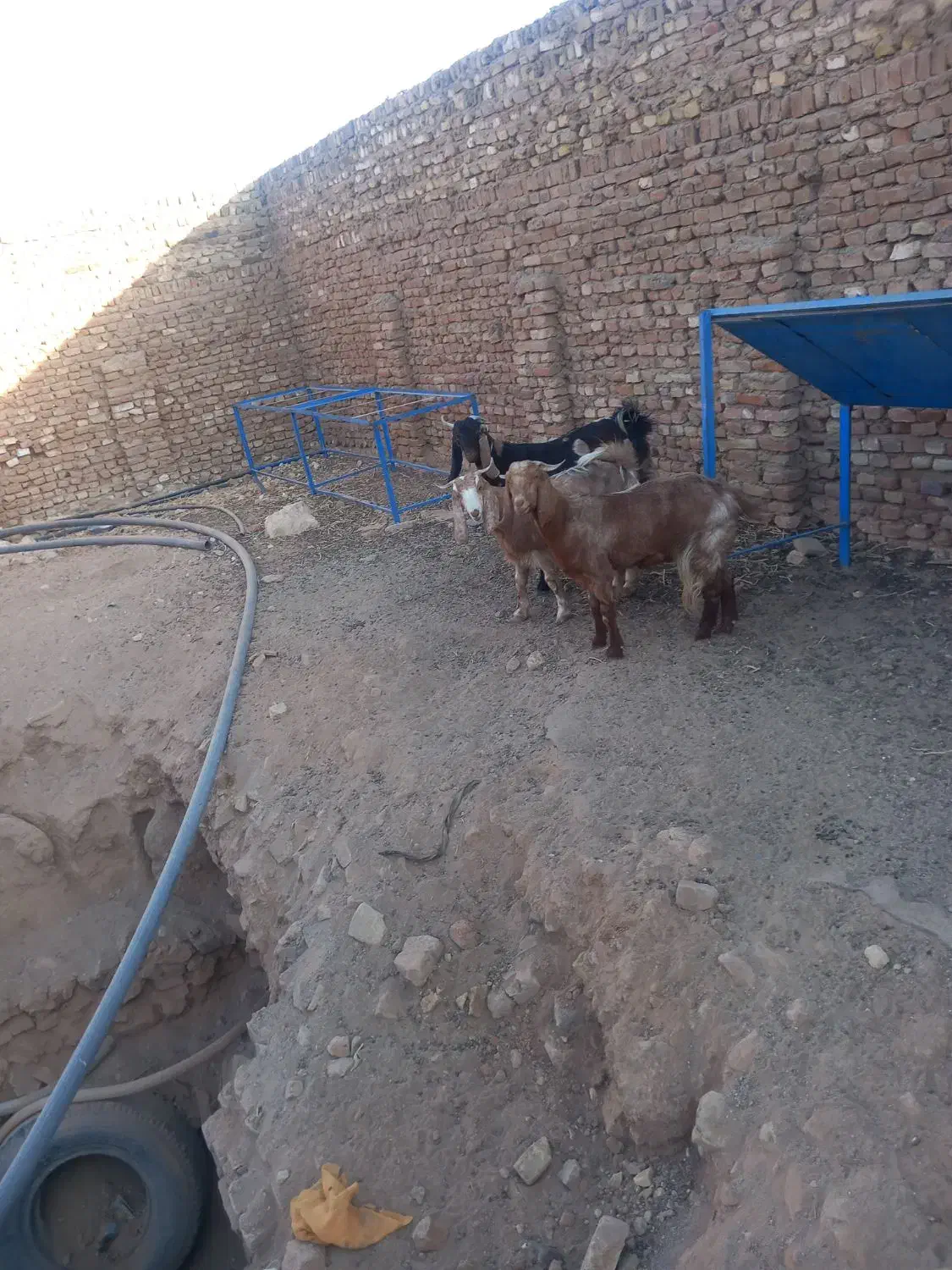 سه عددبزغاله چاق|حیوانات مزرعه|سبزوار, صالح آباد|دیوار