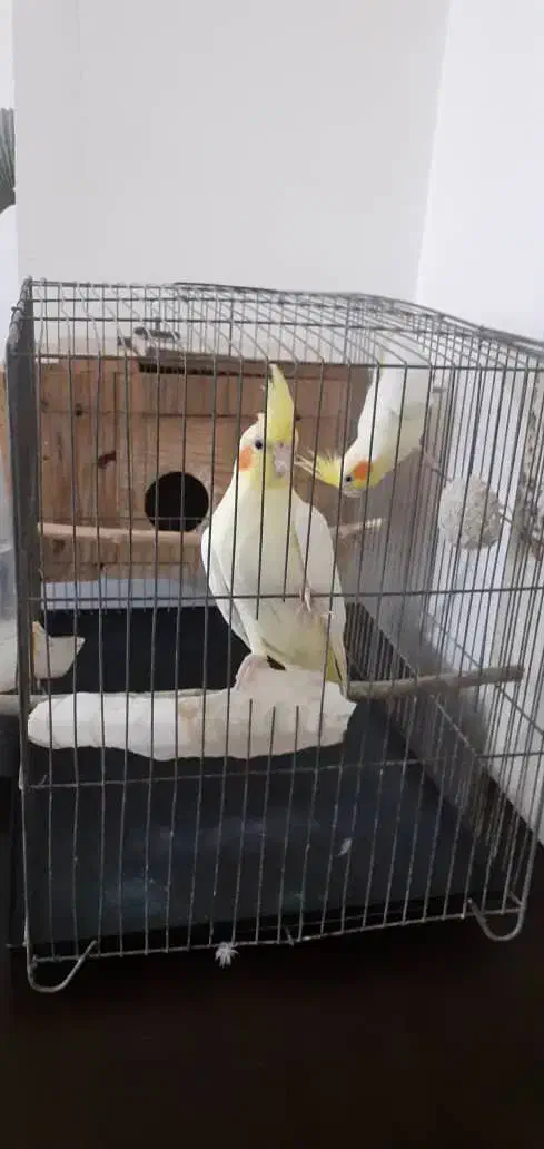 عروس هلندی|پرنده|کلاله, |دیوار