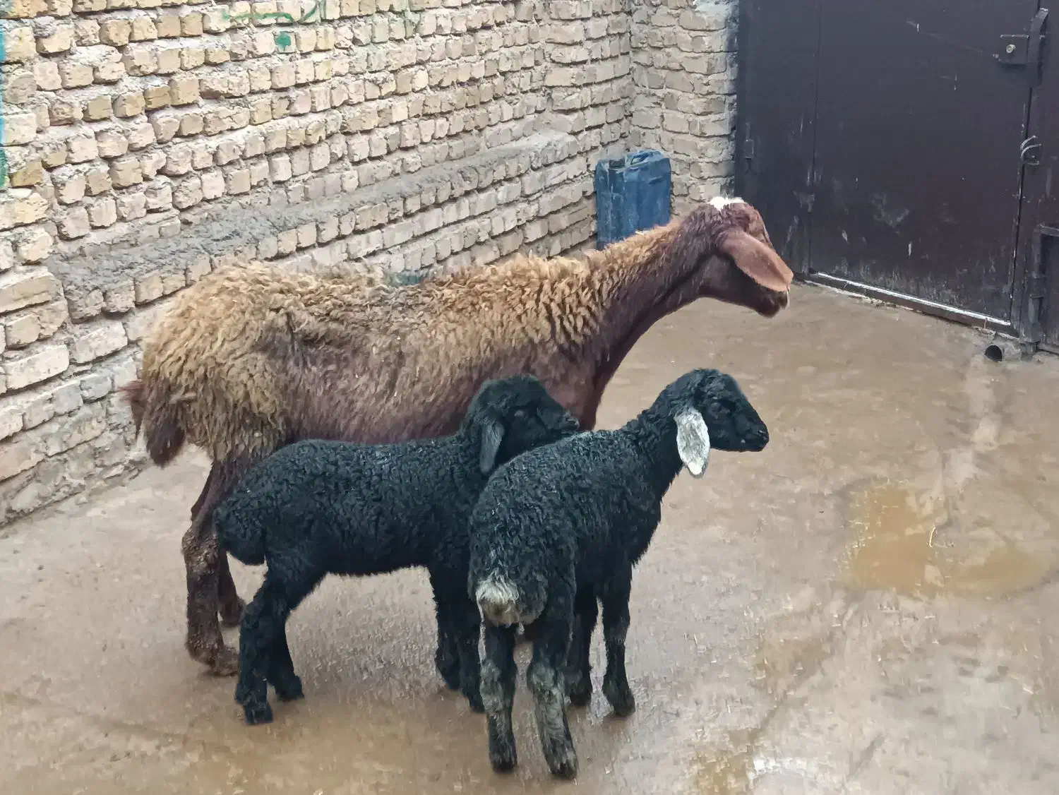 گوسفنددوقولوزا|حیوانات مزرعه|قزوین, |دیوار