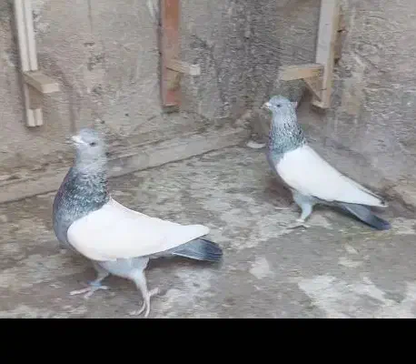 سینه سبز دوکت شیر کاکل صاف بشرط بزن هوایی|پرنده|سیدان, |دیوار