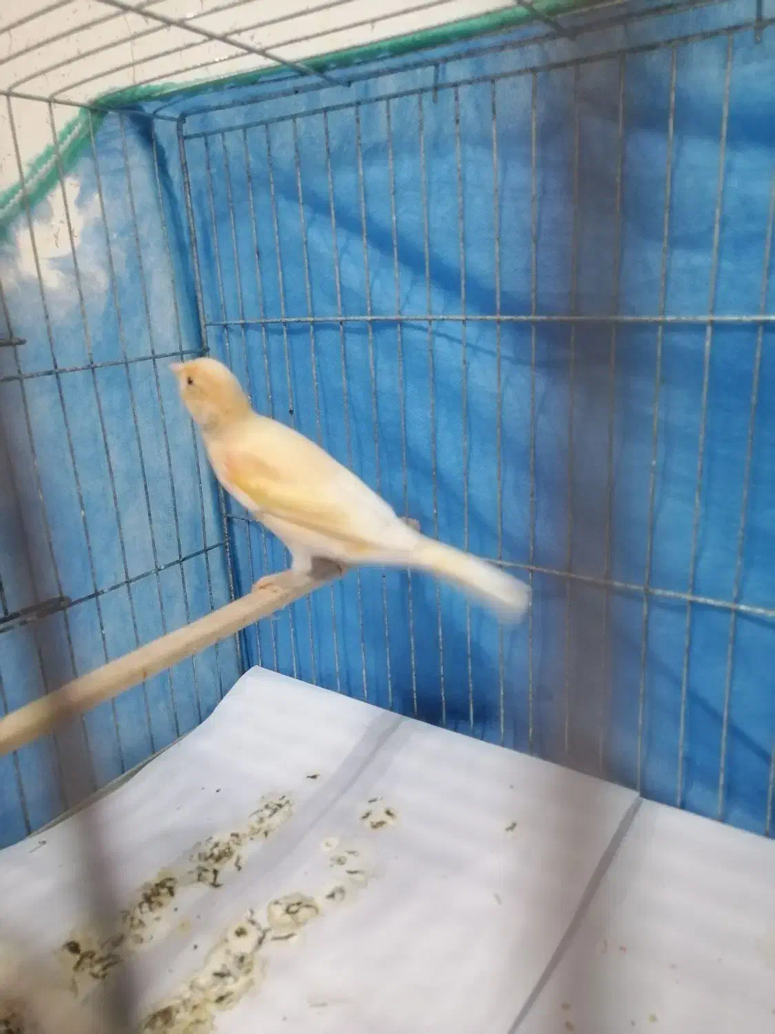 قناری نر|پرنده|رشت, حمیدیان|دیوار