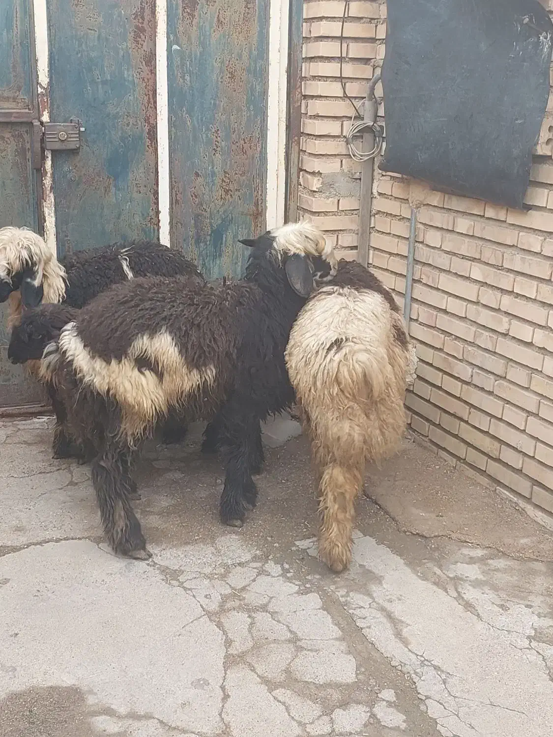 کووه بختیاری|حیوانات مزرعه|گتوند, |دیوار