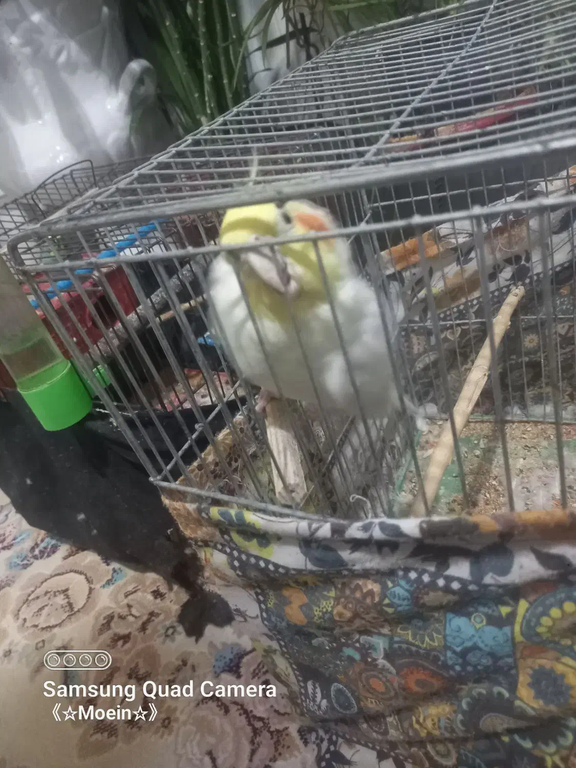 عروس هلندی|پرنده|سمیرم, |دیوار