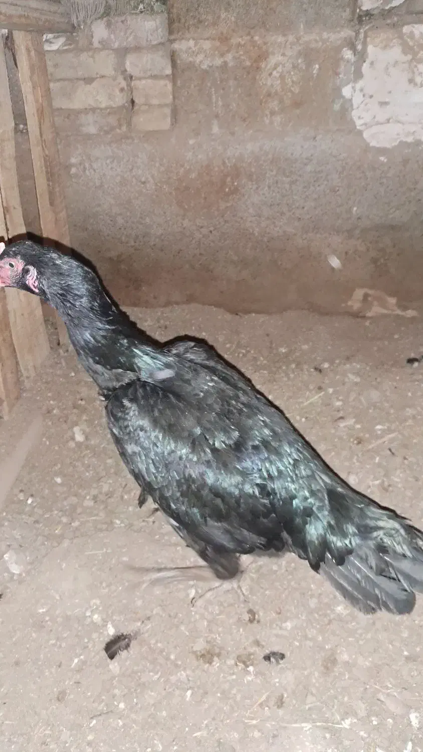 مرغ لاری سیاه|حیوانات مزرعه|ملکان, |دیوار