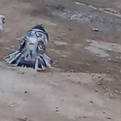 سرور نر|پرنده|کبودرآهنگ, |دیوار