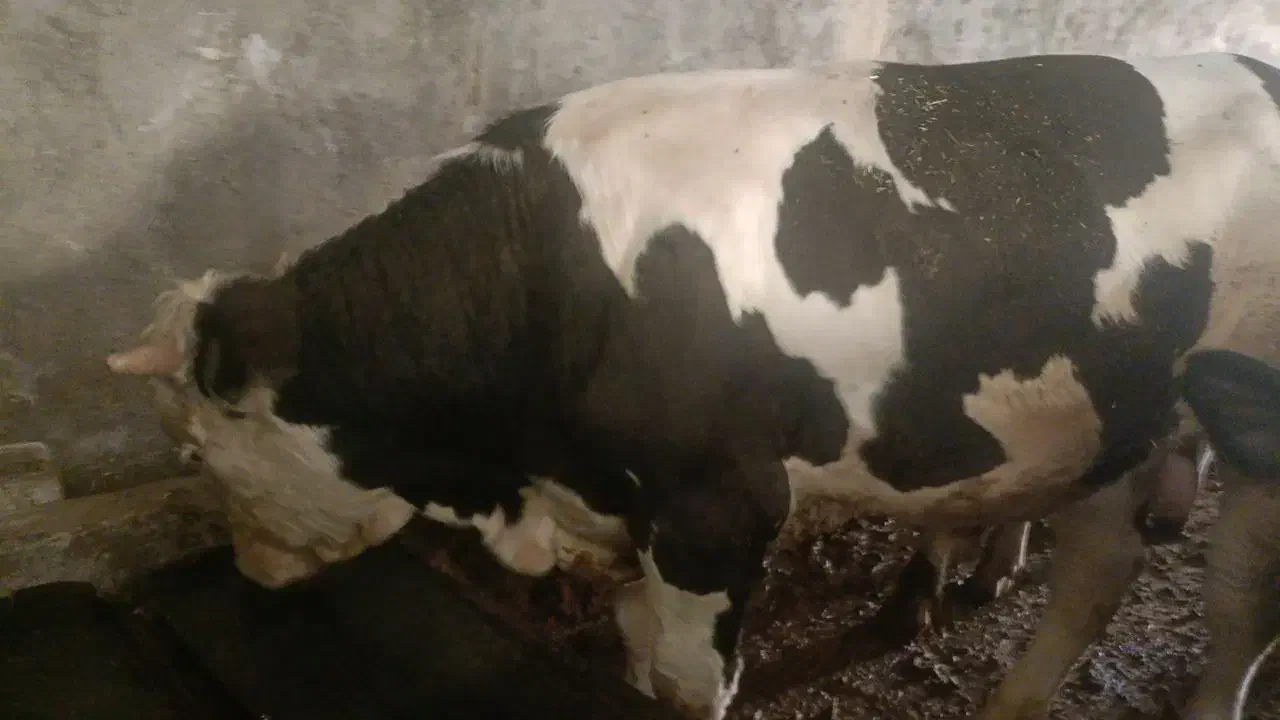 فروش گوساله سمیتال قرمز|حیوانات مزرعه|اردل, |دیوار