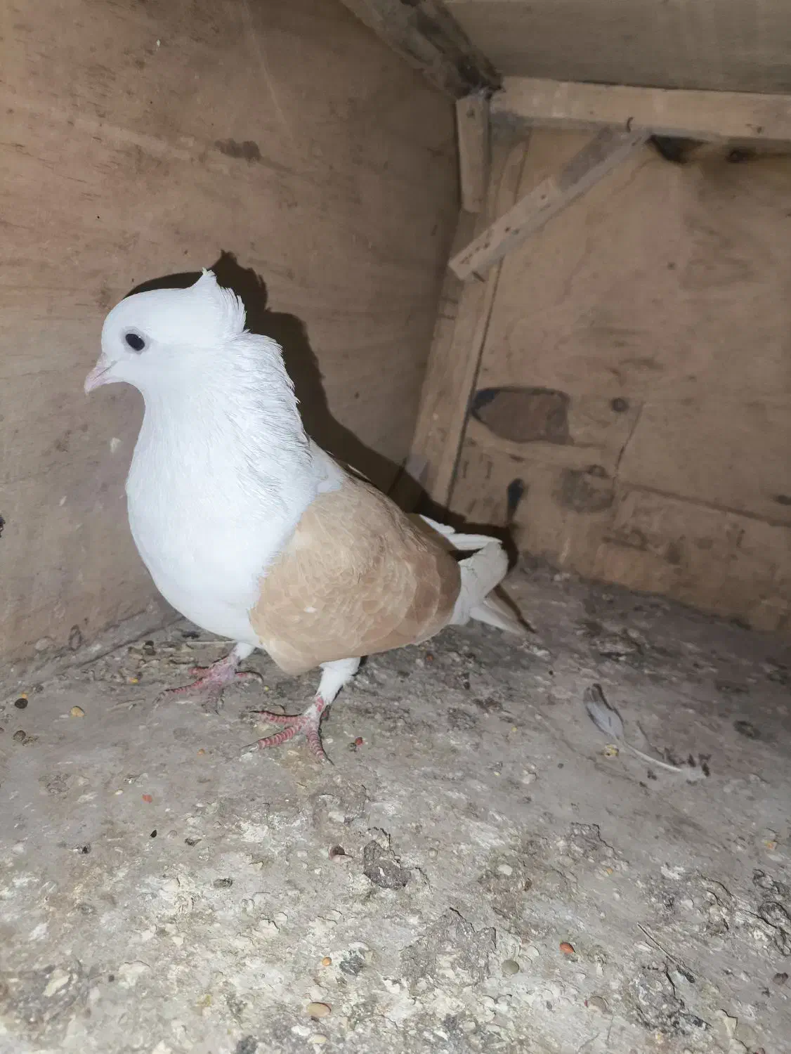 کفتر یا کبوتر|پرنده|قم, ولیعصر|دیوار