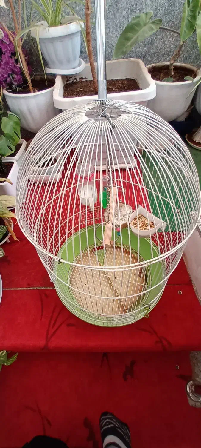 قفس|لوازم جانبی حیوانات|خرمآباد, |دیوار