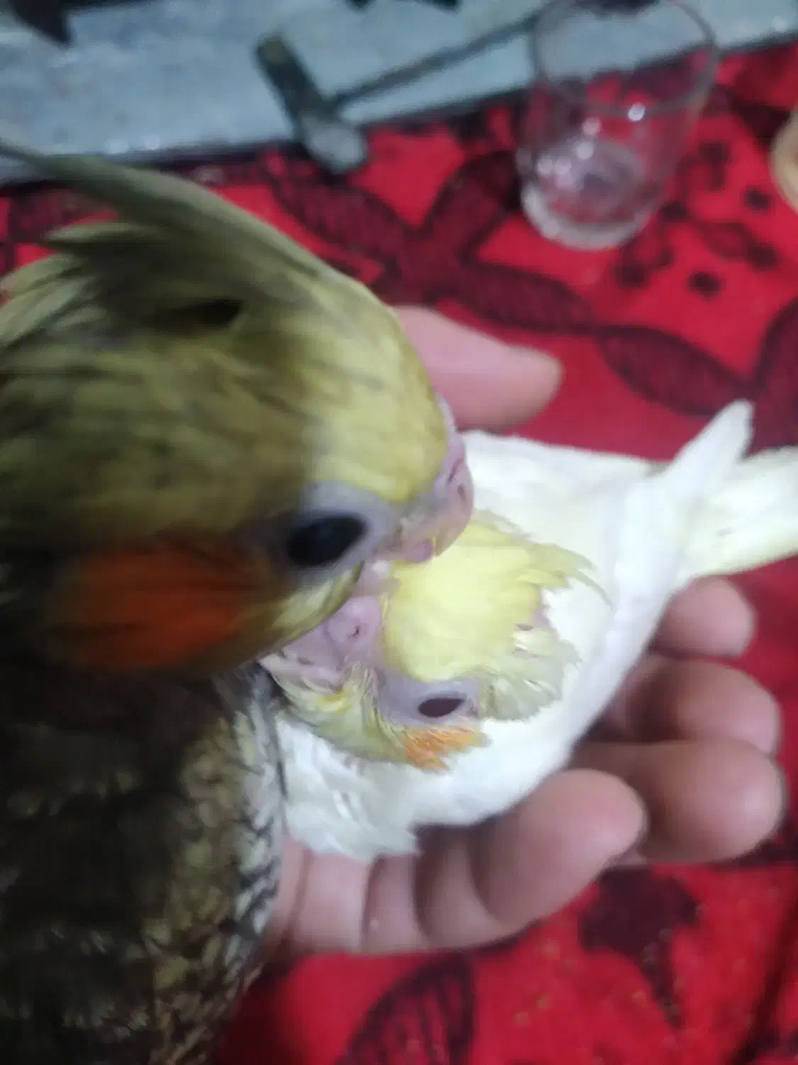 درخدمتم|پرنده|آبیک, |دیوار