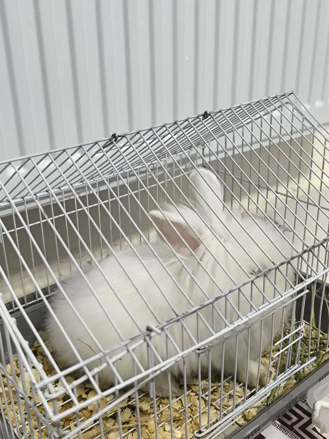 خرگوش لوپ نر|موش و خرگوش|کرمانشاه, |دیوار