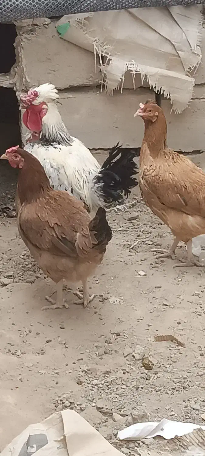 یه خروس و دو ماده مرغ|حیوانات مزرعه|خاش, |دیوار