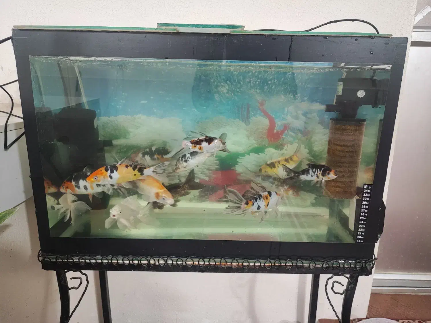 ۱۶ عدد ماهی کوی اصیل، سالم و بزرگ|ماهی|اصفهان, عاشقآباد|دیوار