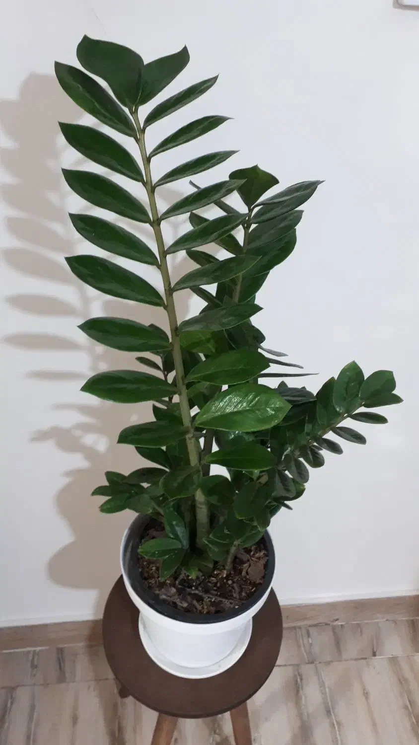 گل و گیاه طبیعی اپارتمانی|گل و گیاه طبیعی|تهران, کیانشهر|دیوار