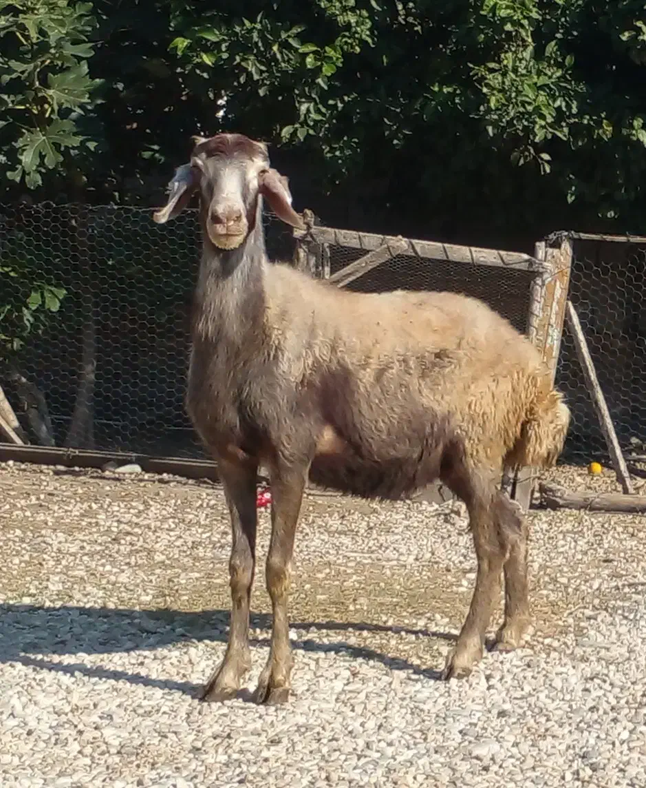 دوتا گوسفند بره دار،و هفت  گوسفند آبست|حیوانات مزرعه|گرگان, |دیوار