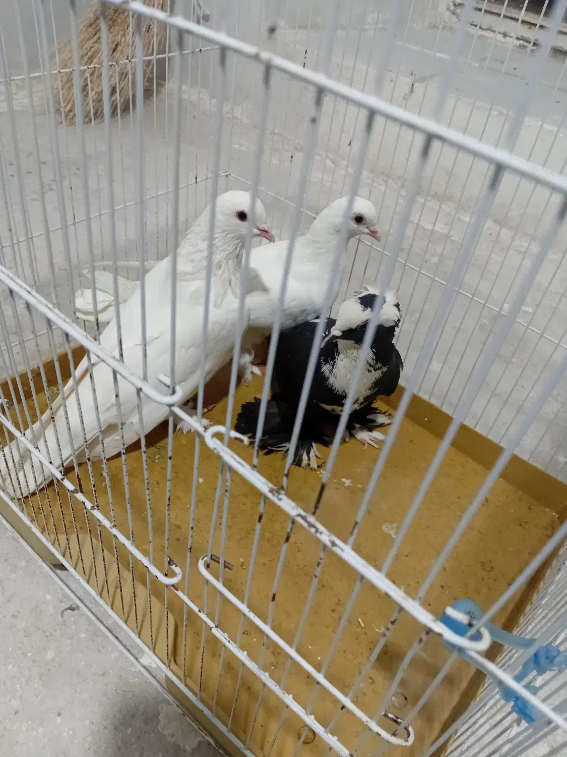 کفتر کبوتر بخاطر تنها بودنش میفروشم|پرنده|مراغه, |دیوار