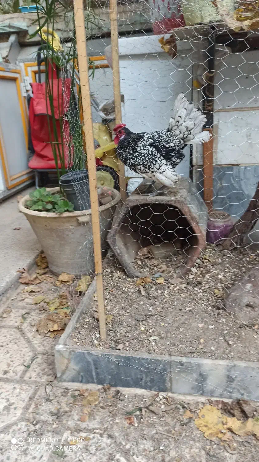 خروس  مینیاتوری|پرنده|اسلام‌شهر, شهرک سالور|دیوار