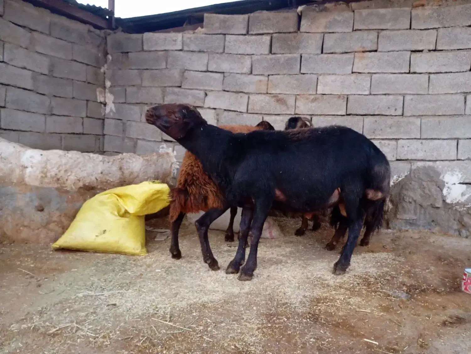 قوچغزل|حیوانات مزرعه|بروجرد, |دیوار