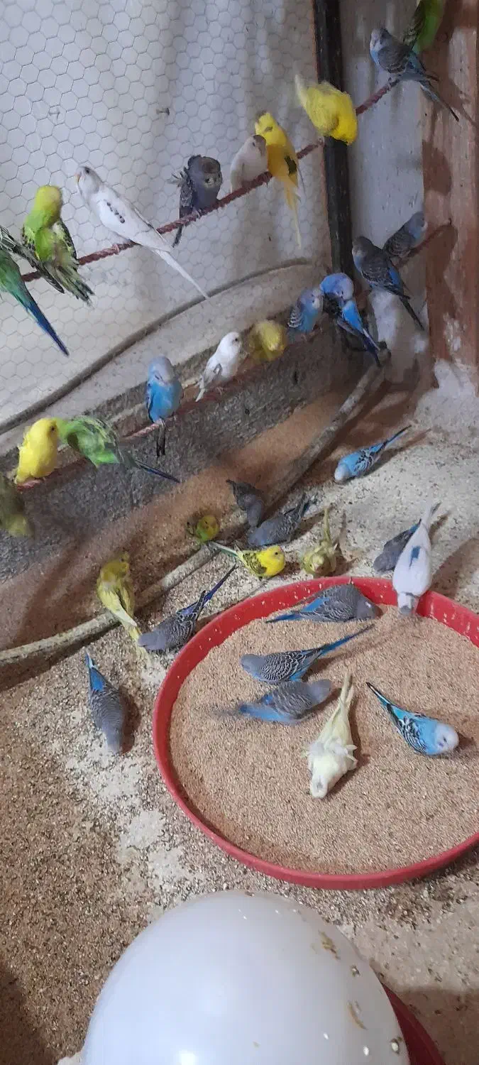 مرغ عشق جوجه|پرنده|قم, یزدان‌شهر|دیوار