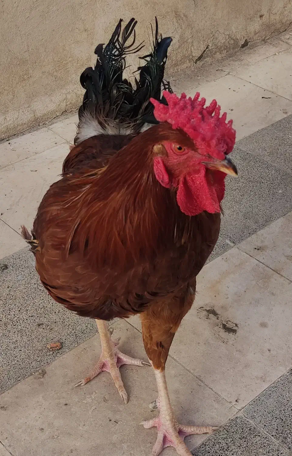 خروس چهل تاج|حیوانات مزرعه|مشهد, سیلو|دیوار