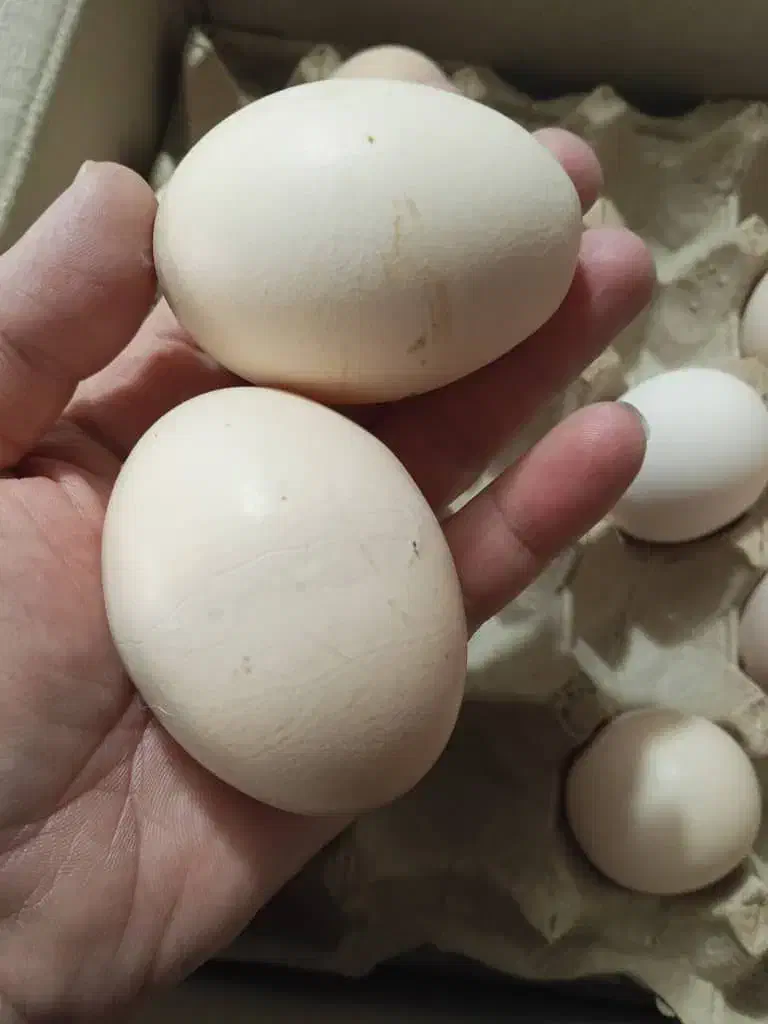 فروش تخم مرغ بومی وانواع نژادها،ووزنها فقط تماس|خوردنی و آشامیدنی|اصفهان, عاشق‌آباد|دیوار