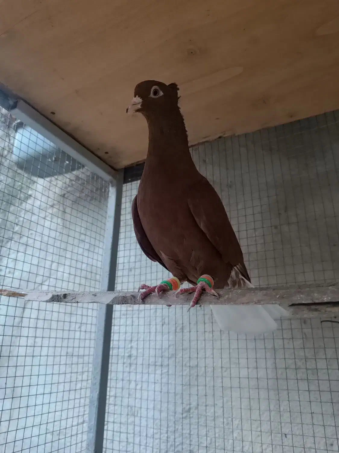 کبوتر رنگی سرخ دمسفید نرکاکلی|پرنده|قائم‌شهر, |دیوار