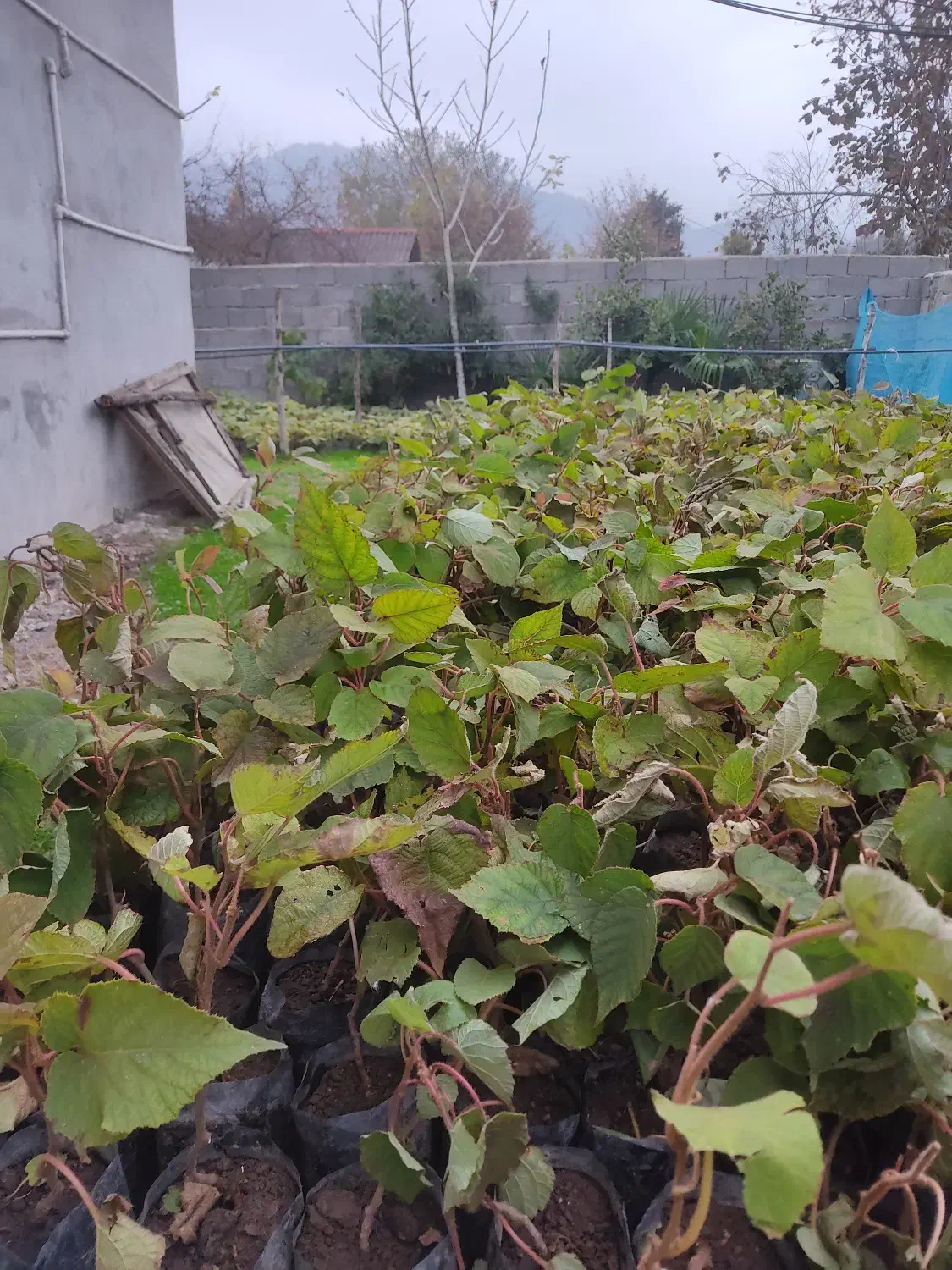 نهال کیوی هایوارد طلایی|گل و گیاه طبیعی|لیسار, |دیوار