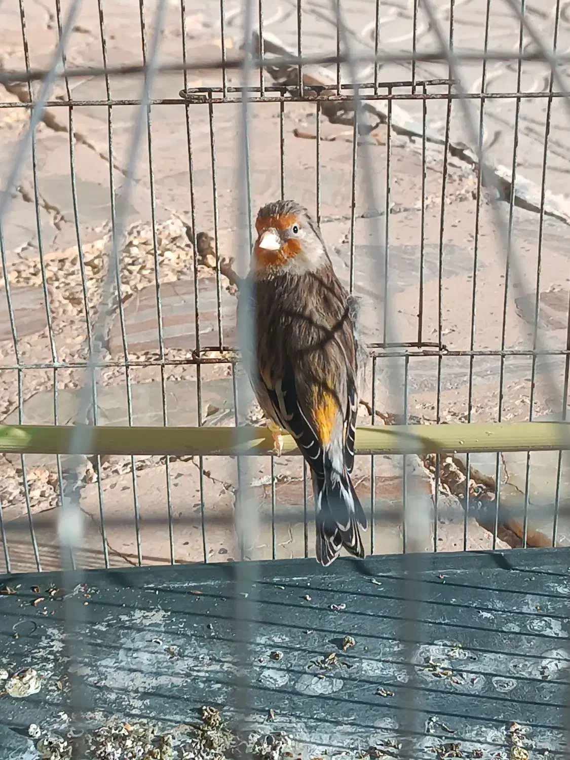 سهره‌قناری|پرنده|شیراز, بازار|دیوار