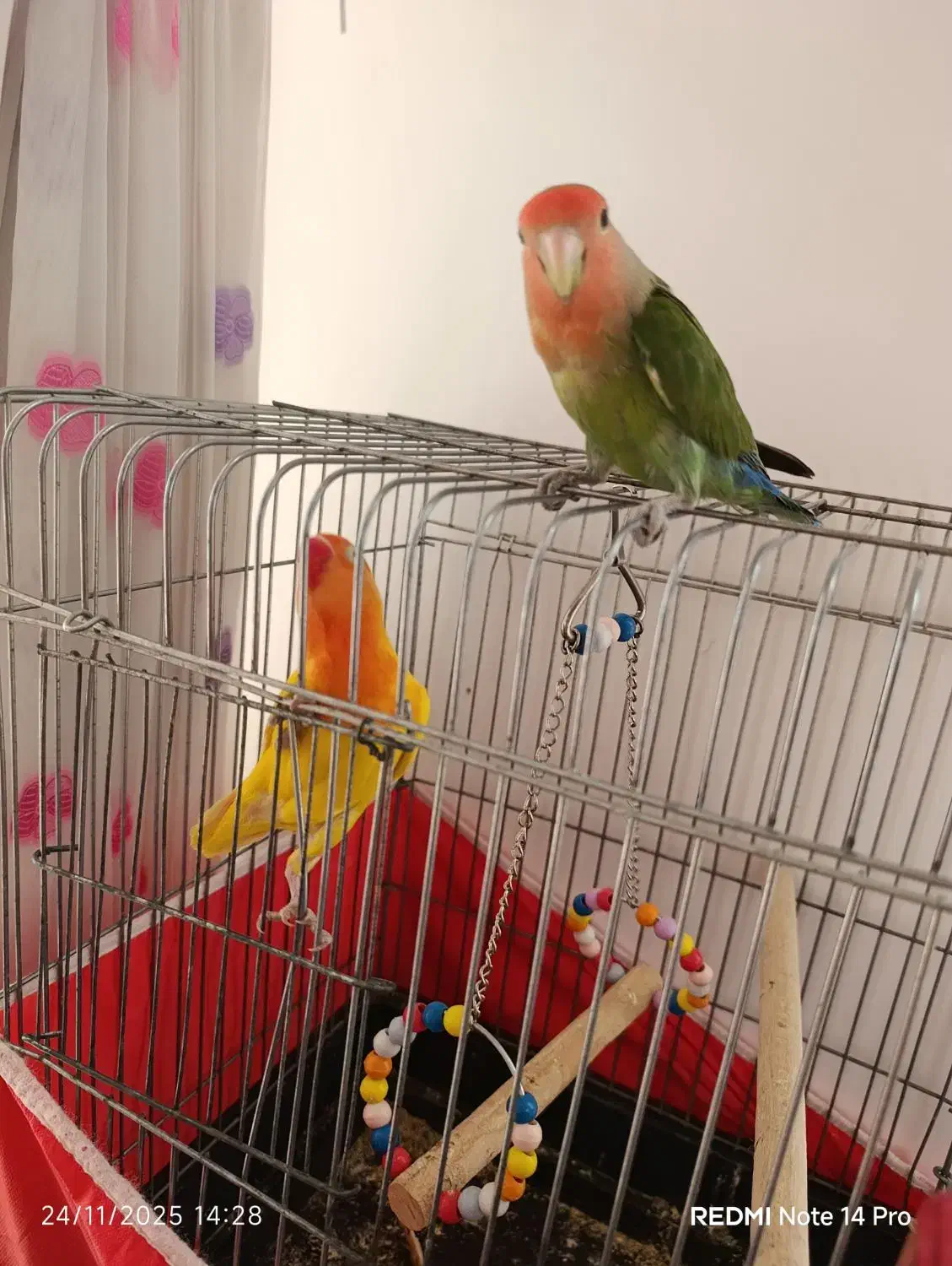 کوتوله برزیلی|پرنده|زواره, |دیوار