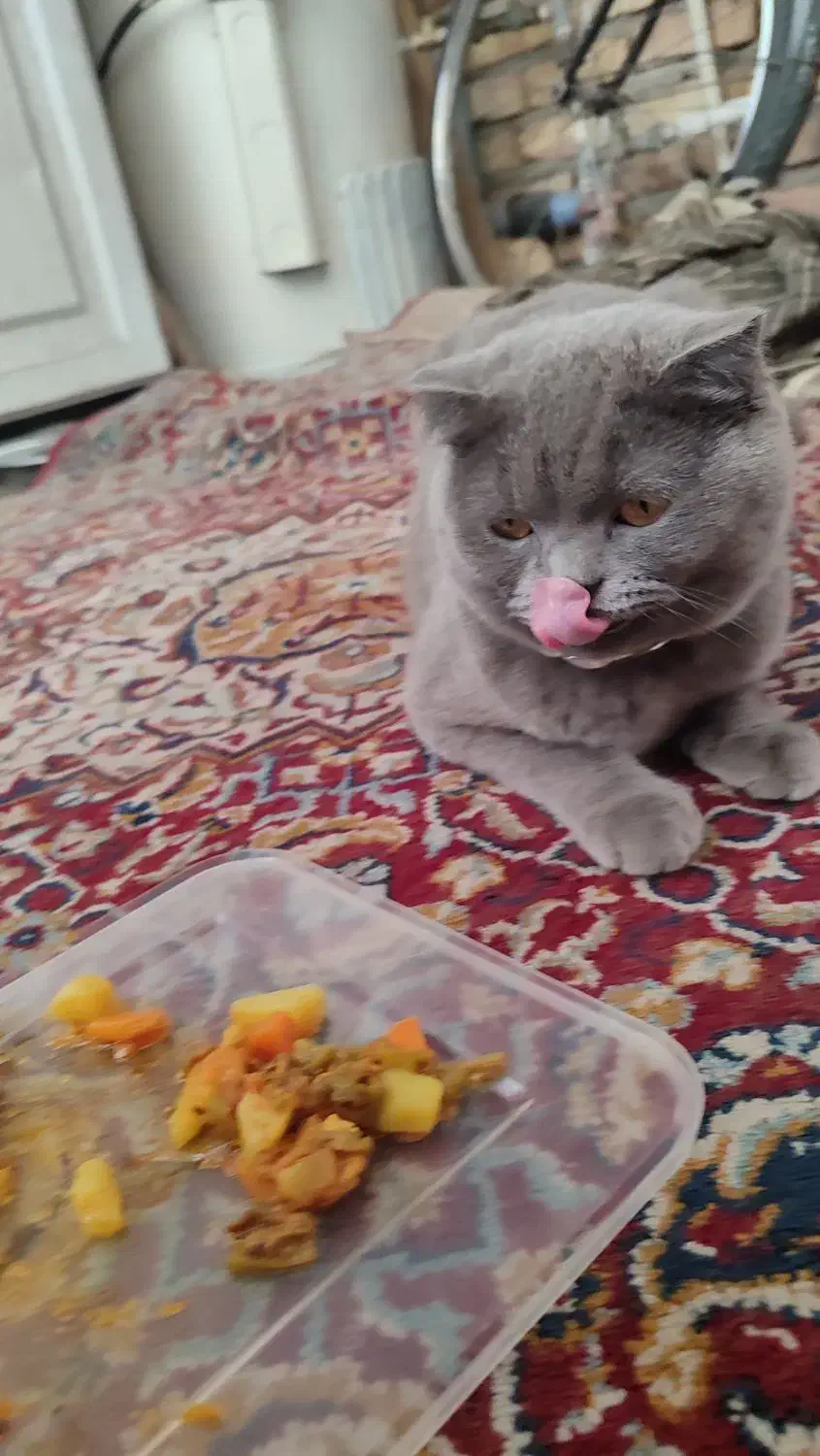 گربه|گربه|ورامین, ورامین|دیوار