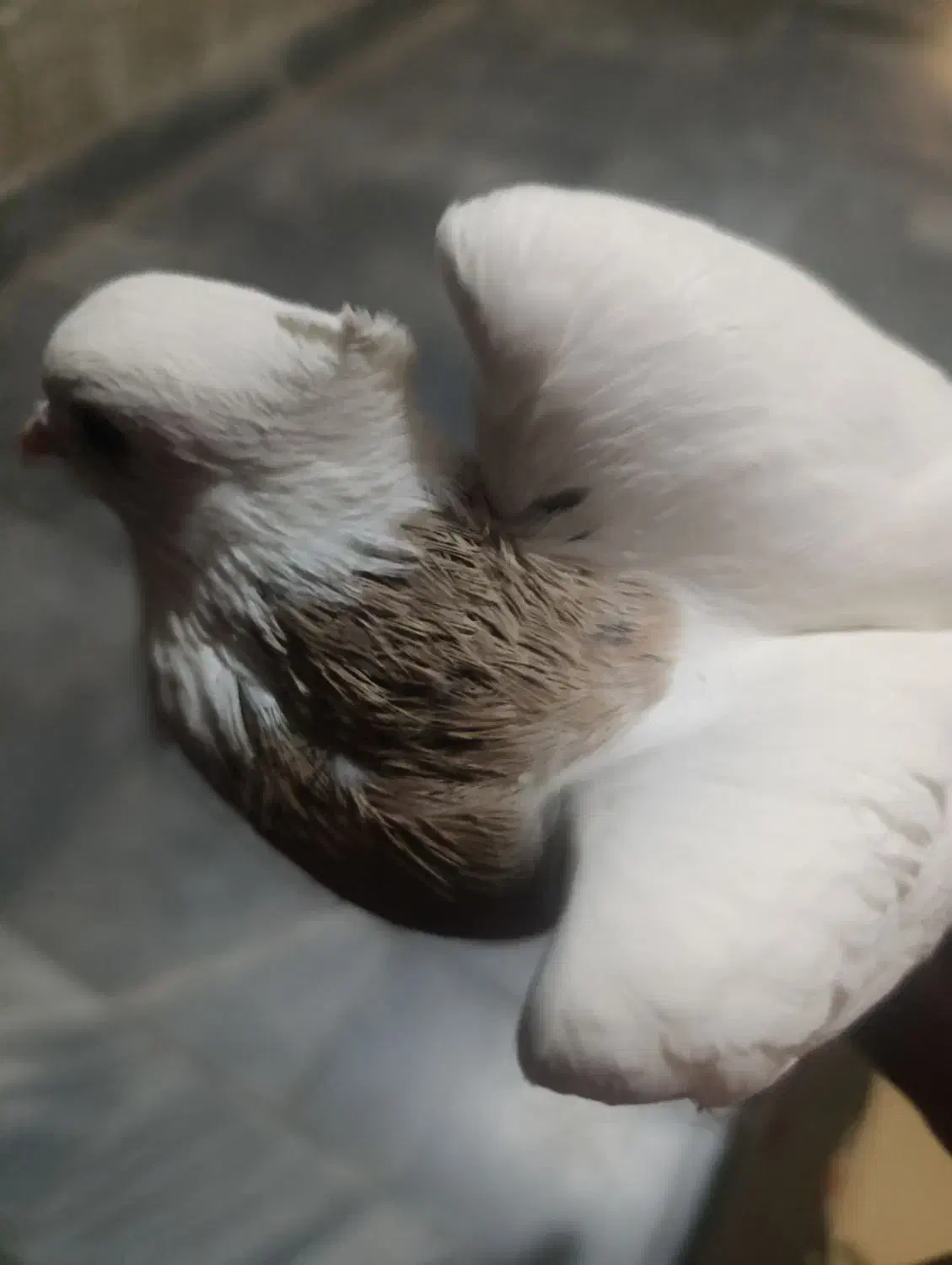 کبوتر طوقی|پرنده|سمنان, |دیوار