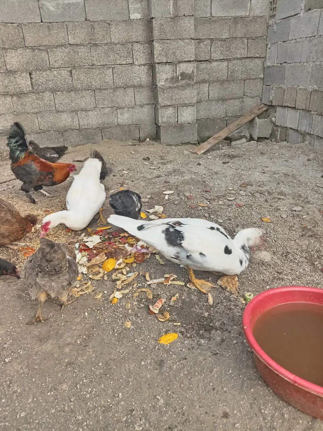 اردک اسرائیلی. مرغ و خروس|حیوانات مزرعه|بندر انزلی, بشمن|دیوار