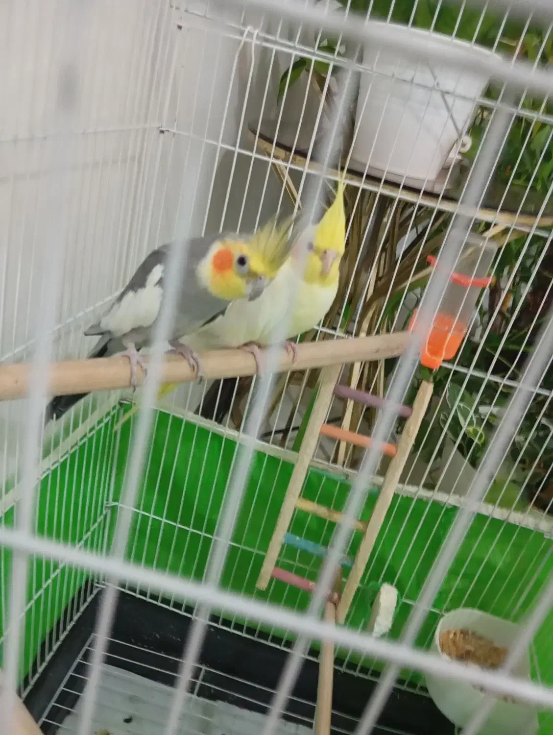 فروش جفت عروس هلندی|پرنده|جیرفت, |دیوار