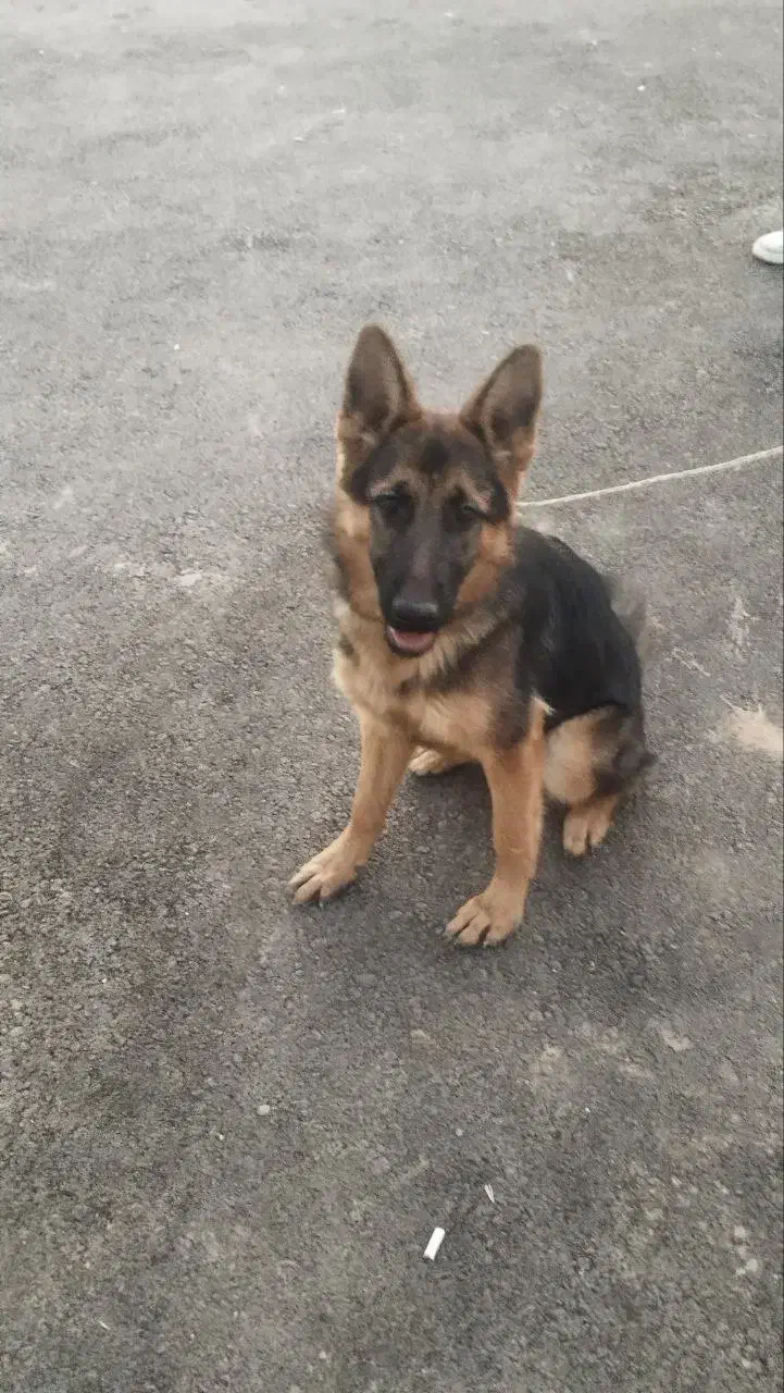 ژرمن شپرد|سگ|پردیس, فاز ۲|دیوار