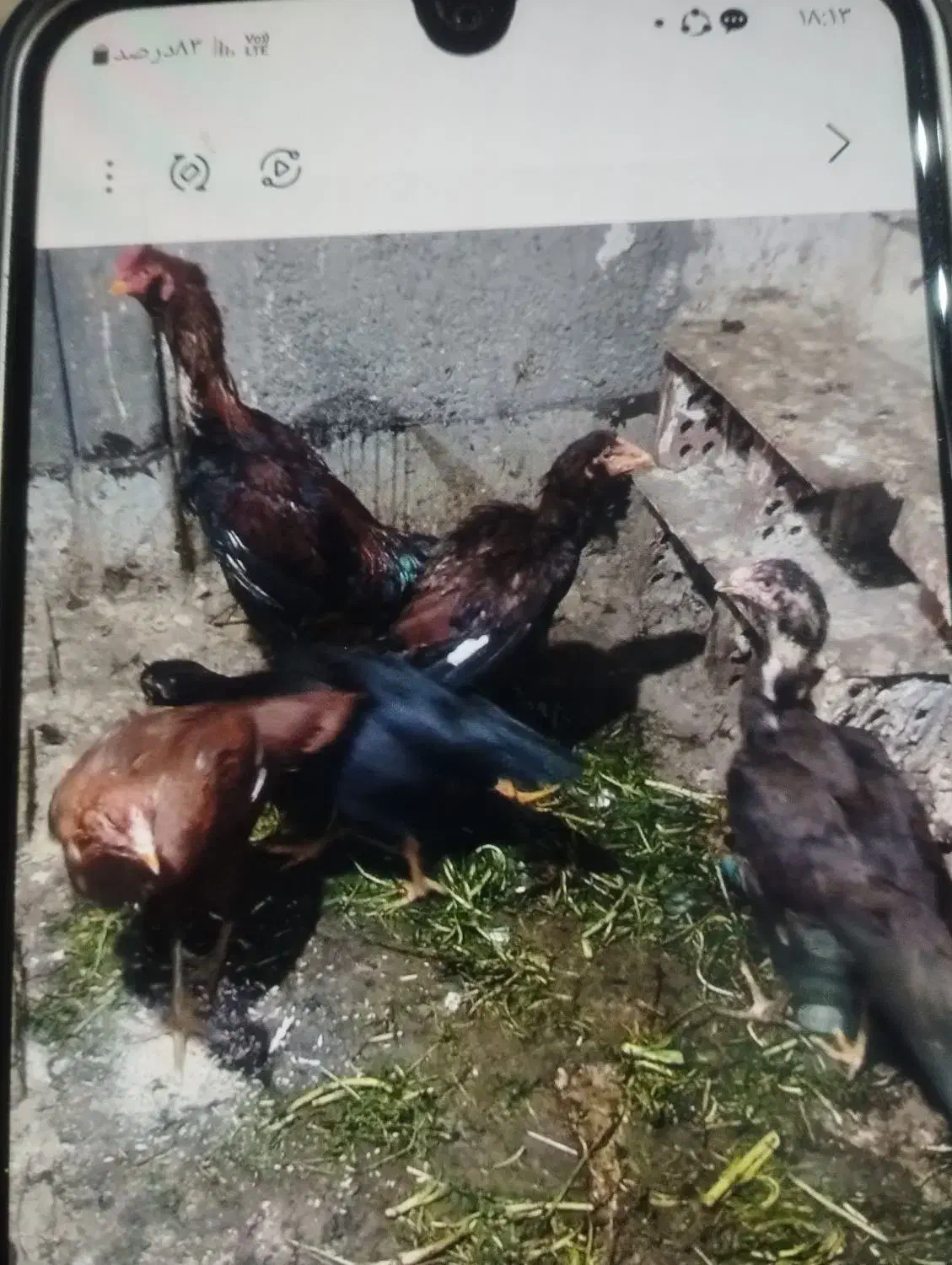 مرغ لاری ۵ تا است سرحال|حیوانات مزرعه|نسیم‌شهر, |دیوار