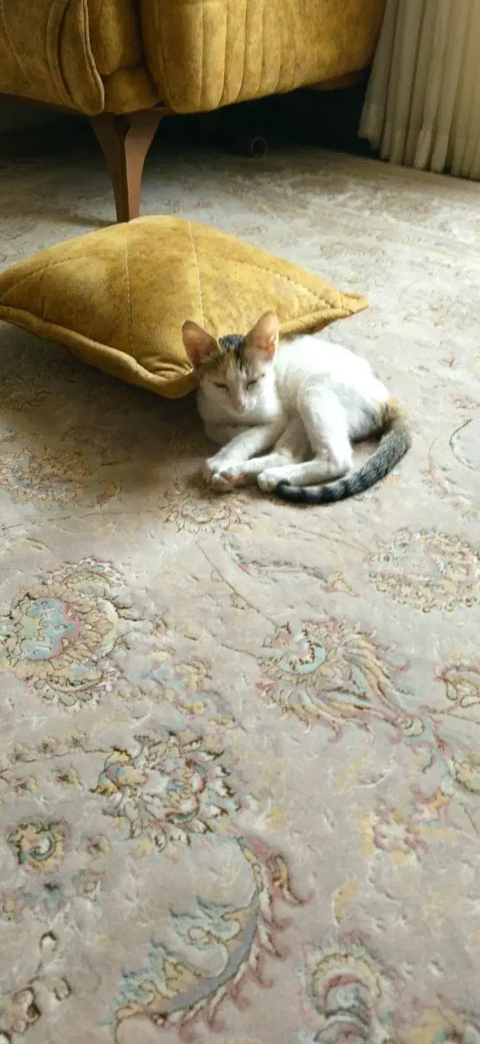 واگذاری. گربه. رایگان|گربه|گنبد کاووس, |دیوار