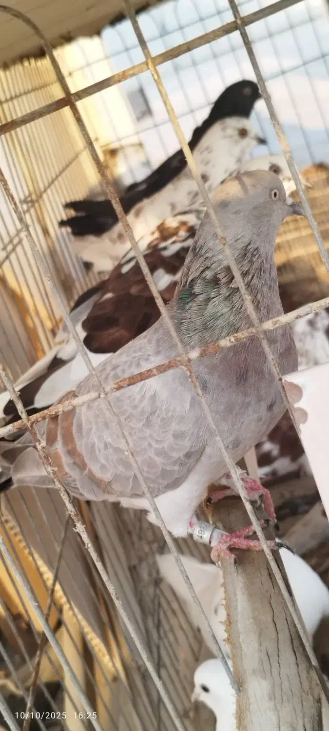 کبوتر پرشی|پرنده|کیش, |دیوار