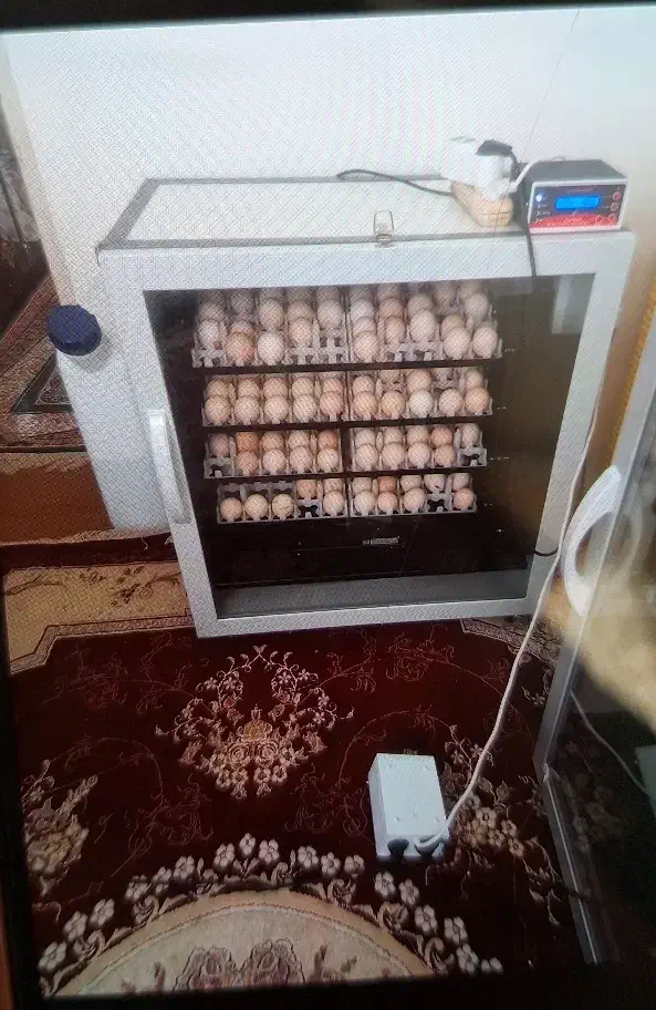 دستگاه جوجه کشی تمام اتومات ققنوس|ماشینآلات صنعتی|ملایر, |دیوار