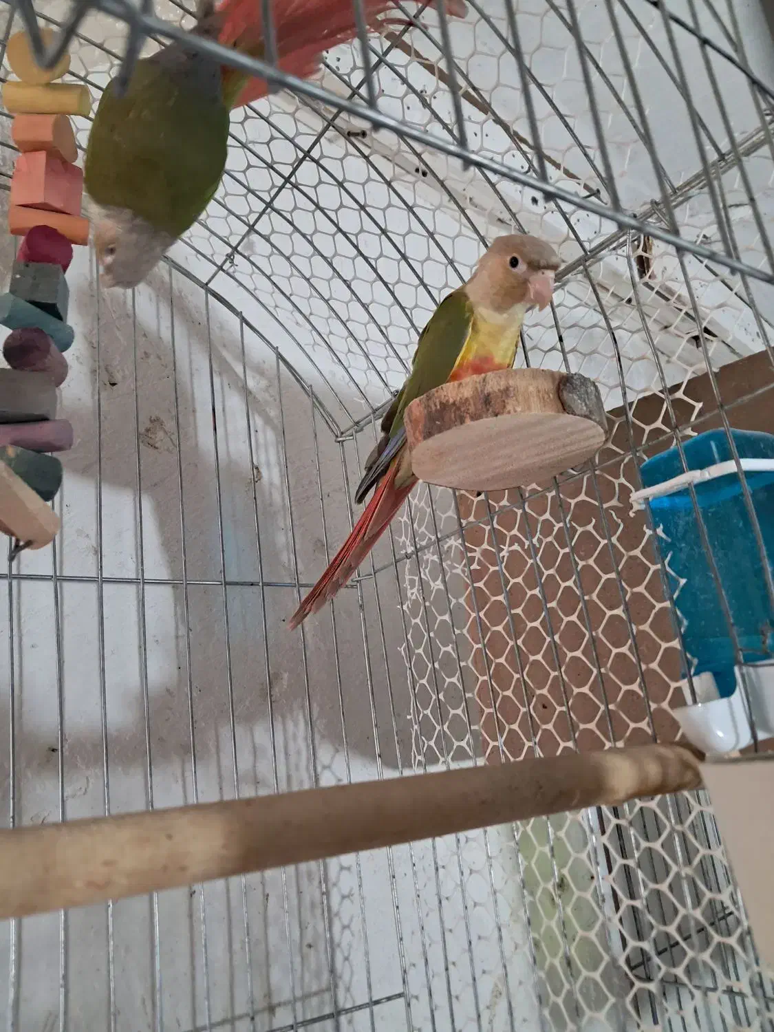 معاوضه گرینچیگ سالم|پرنده|اقبالیه, |دیوار