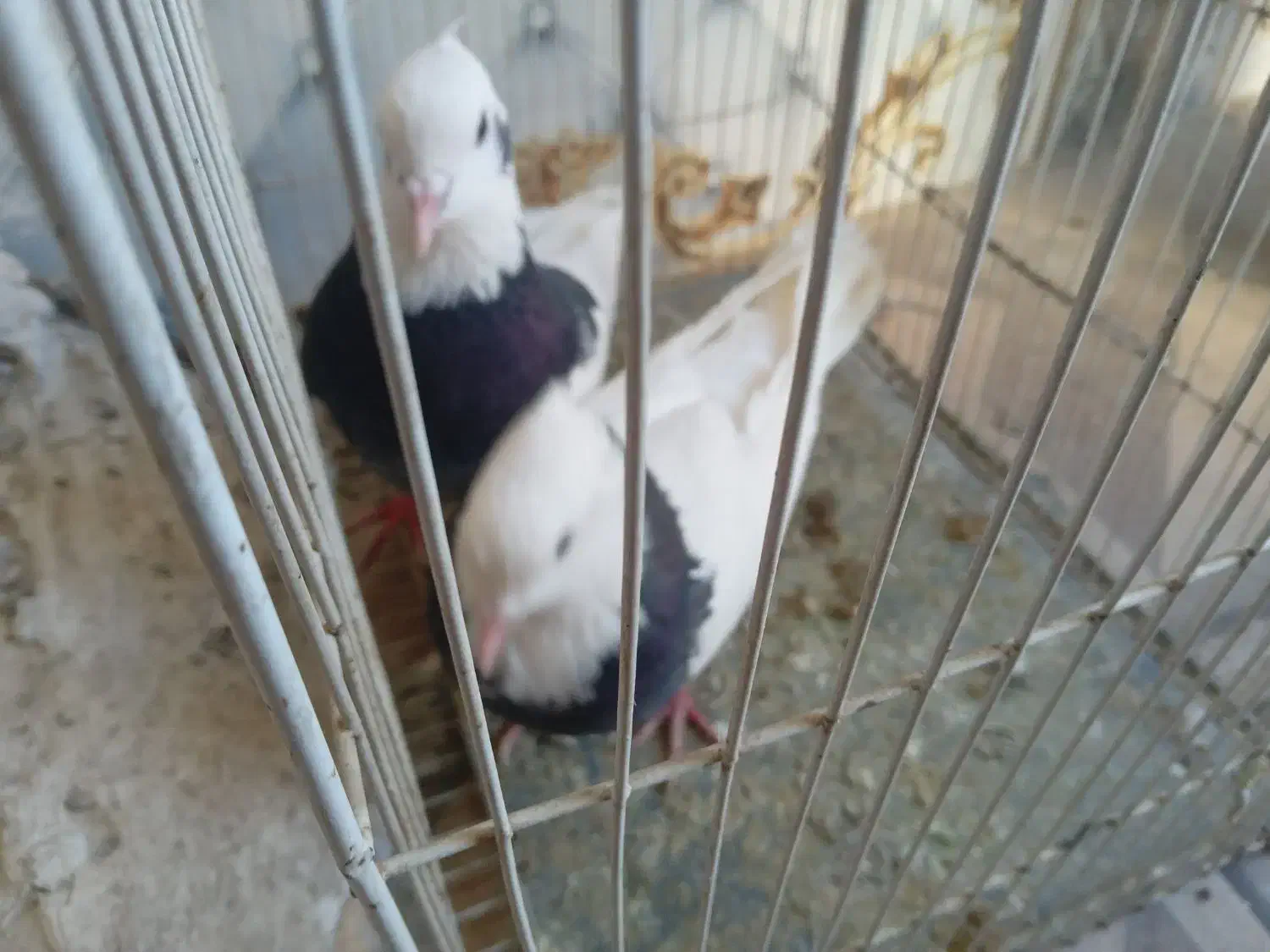 کبوتر|پرنده|زهک, |دیوار