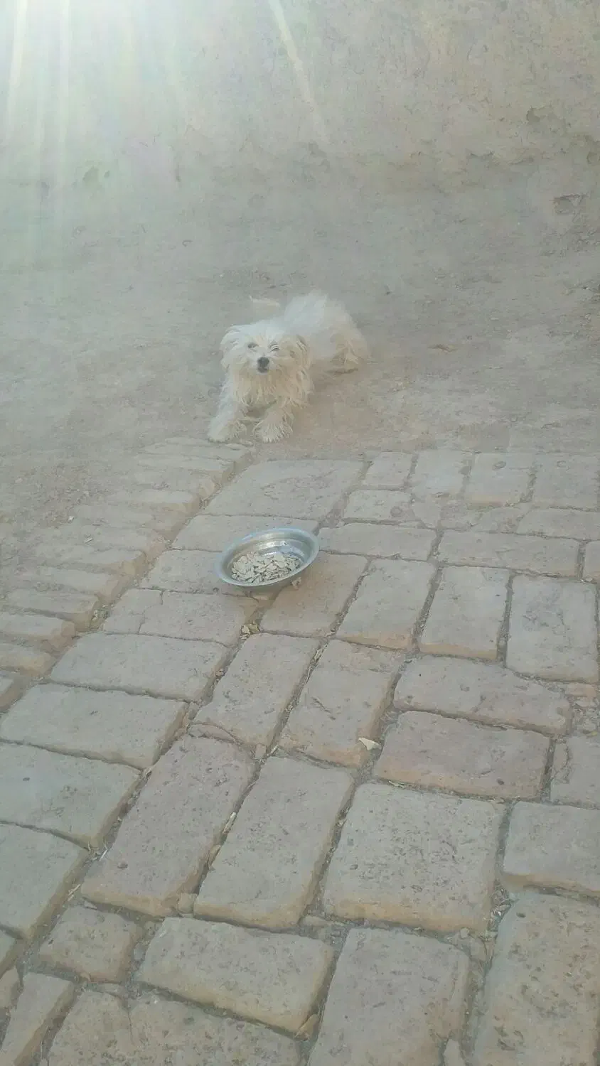 سگ پاکوتا|سگ|فردوس (خراسان), |دیوار