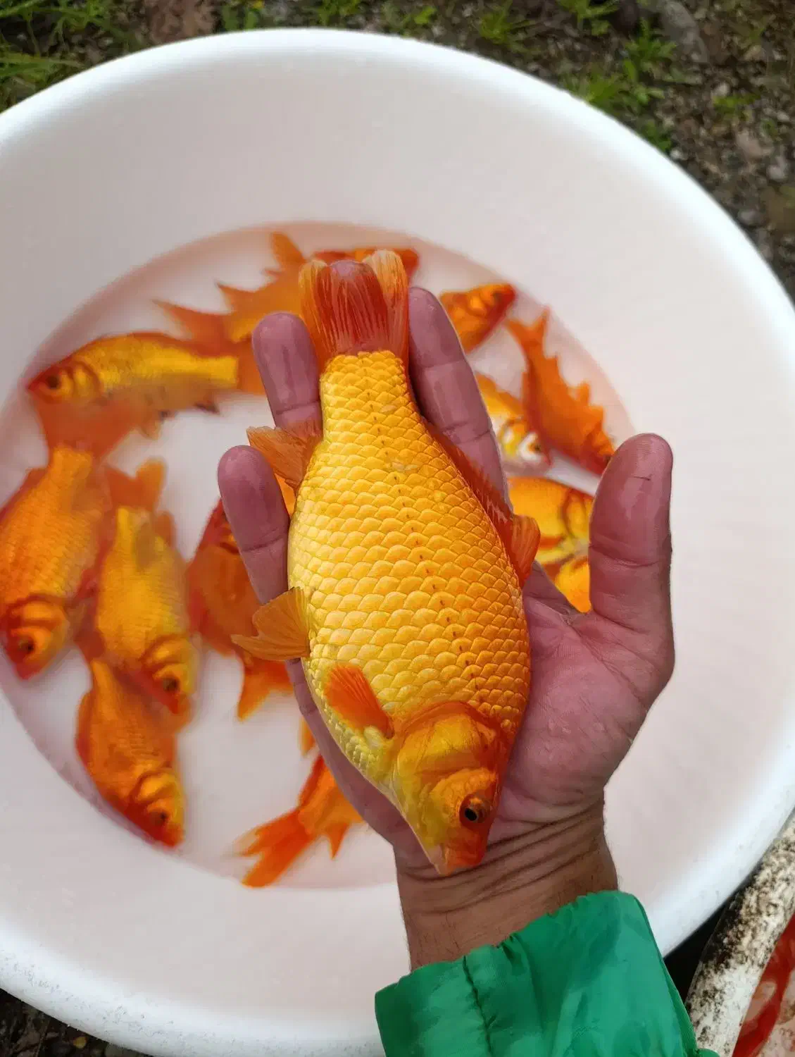 ماهی قرمز|ماهی|سنگر, |دیوار