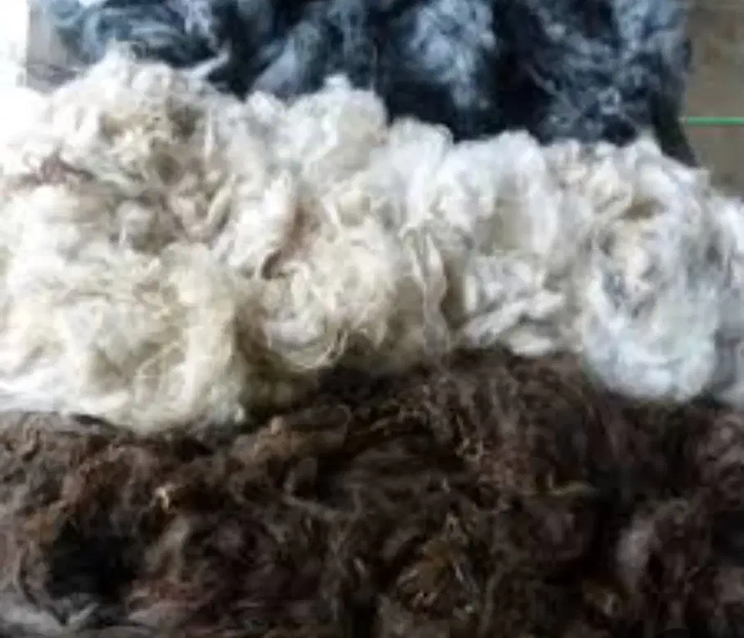 پشم گوسفندی|رختخواب، بالش، پتو|قرچک, مهدیه|دیوار