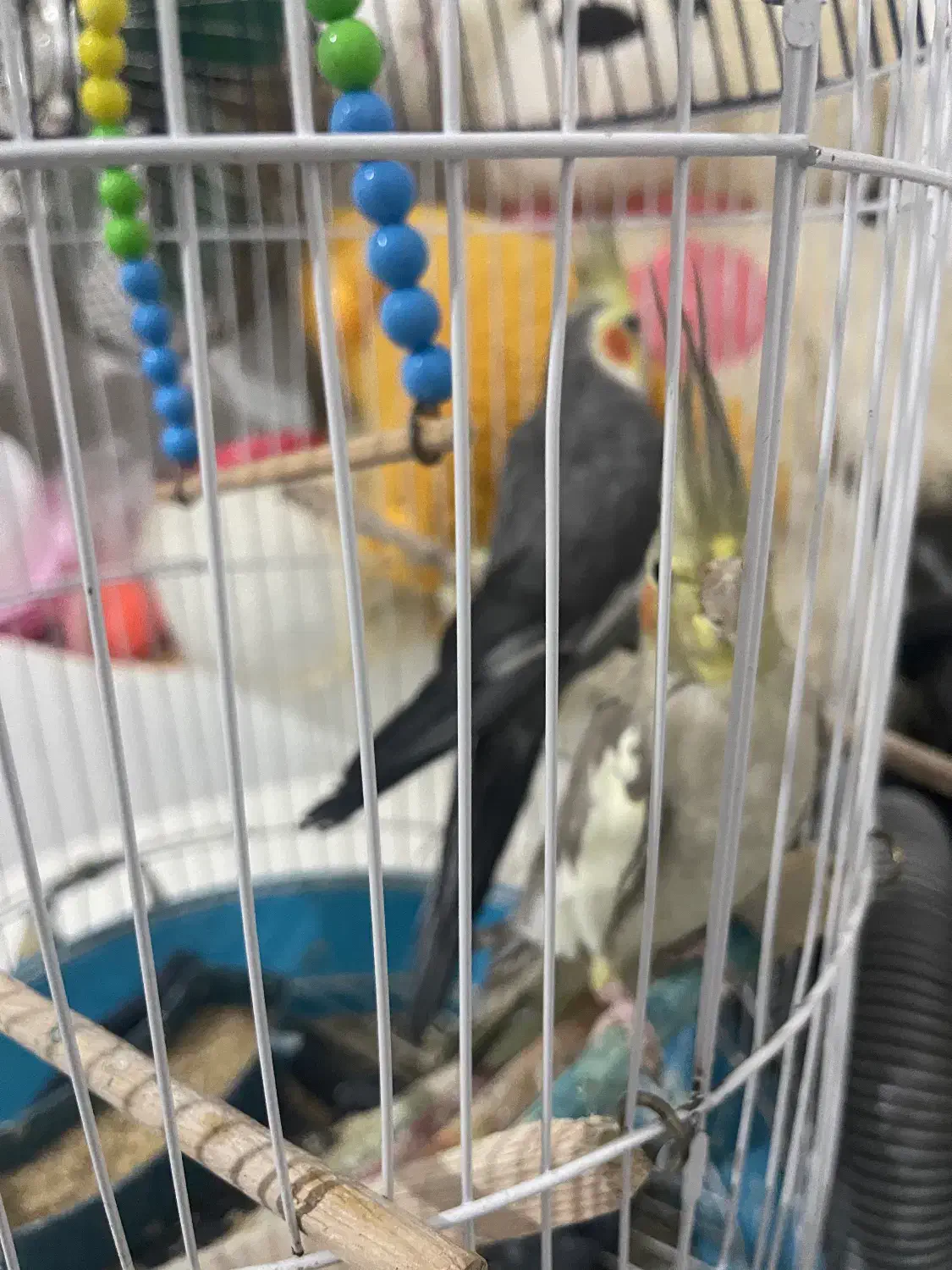 طوطی عروس|پرنده|رشت, فلسطین|دیوار