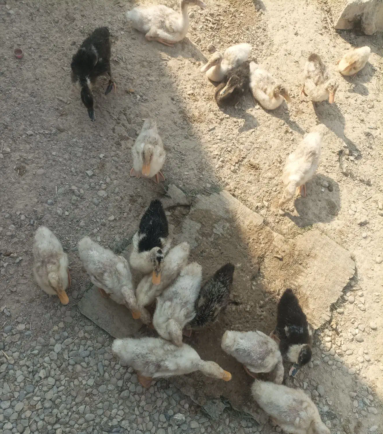 فروش اردک (فوری)|حیوانات مزرعه|هندیجان, |دیوار